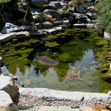 Load image into Gallery viewer, Rehomy Pond Floating Alligator Head Decoy Pool Accessories Detailed Fake Alligator Head for Pond Decoration and Protection (01)