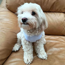 Load image into Gallery viewer, &#39;Gonk Gnome&#39; Pet Dog/Cat T-Shirt (PT00142434)
