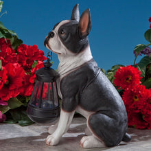 Load image into Gallery viewer, Bits and Pieces - Boston Terrier Solar Lantern Statue - Yard Decorations - Solar Powered Garden Lantern - Resin Dog Sculpture - Outdoor LED Lighting
