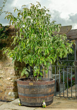 Load image into Gallery viewer, Potty Feet Gnome with Watering Can Figures Plant Pot Feet - Planter Support - Handmade Decorative Ornaments - 3pcs
