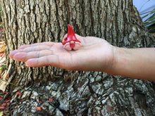 Load image into Gallery viewer, GlitZGlam Miniature Baby Girl Gnome “Chloe” – the Baby Gnome with the Pink Polka Dot Hat for the Fairy Garden
